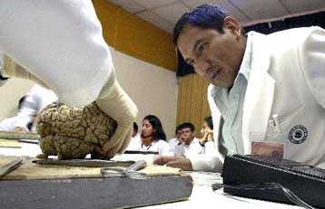 Μοσχεύματα από πυρήτιο ενδέχεται να αποκαθιστούν, στο μέλλον, εγκεφαλικές βλάβες