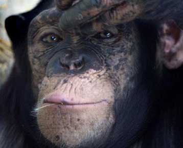 Στο χείλος της εξαφάνισης εντός δεκαετίας γορίλες και χιμπατζήδες