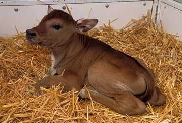 Επιτυχής κλωνισμός υπό εξαφάνιση άγριου είδους βοοειδούς