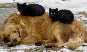 Η περιπέτεια ενός σκύλου αποδεικνύει πως επτάψυχες δεν είναι μόνο οι γάτες