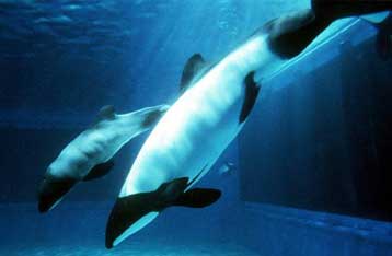 Με εξαφάνιση ακόμη και εντός δεκαετίας απειλούνται είδη δελφινιού και φάλαινας