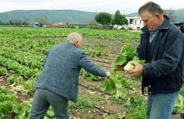 Ποσό 57,29 εκατ. ευρώ υποχρεούται να επιστρέψει η Ελλάδα στο Ευρωπαϊκό Γεωργικό Ταμείο