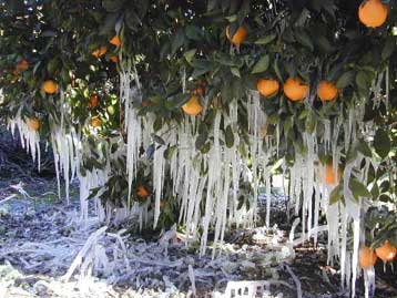 Μετά το Αύγουστο οι προκαταβολές αποζημιώσεων στους παραγωγούς για τον παγετό