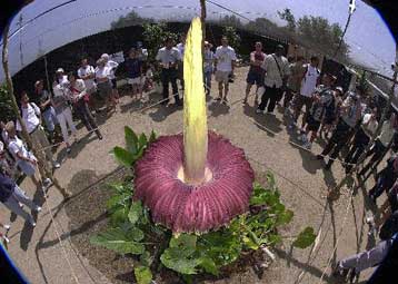 Νέο ρεκόρ μεγέθους για το μεγαλύτερο λουλούδι του κόσμου.