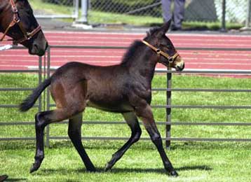Ο πρώτος κλώνος μουλαριού παρουσιάζεται στο Science