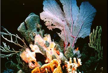 Μέτρα για την προστασία του Μεγάλου Κοραλλιογενούς Φράγματος ανακοίνωσε η Αυστραλία