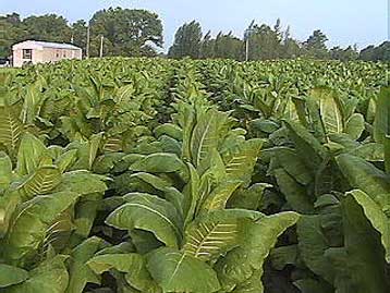 Γενετικά τροποποιημένος καπνός προστατεύει από τη… λύσσα