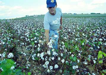 Επεκτείνονται οι γενετικά τροποποιημένες καλλιέργειες στην Ισπανία