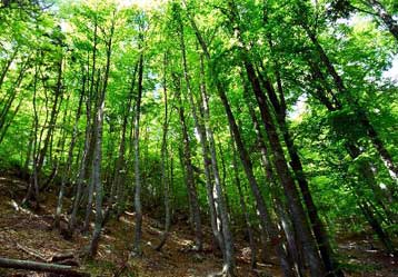 Η κλιματική αλλαγή επιταχύνει την ανάπτυξη της βλάστησης, επιβεβαιώνει νέα έρευνα