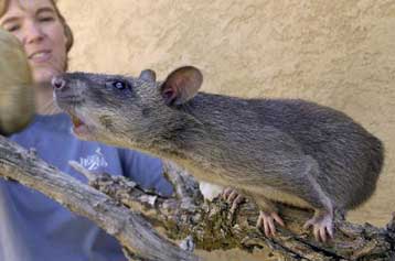 Ο ιός της ευλογιάς των πιθήκων μεταφέρεται στη Δύση και μολύνει δεκάδες άτομα