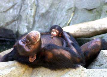 Γενετική ανάλυση αποκαλύπτει νέα στοιχεία για την προέλευση του HIV