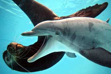 Πάνω από 800 κητώδη πεθαίνουν στα δίχτυα κάθε μέρα, σύμφωνα με την πρώτη καταμέτρηση