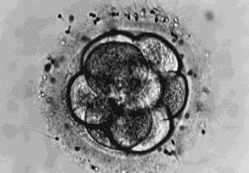 Υπέρ του θεραπευτικού κλωνισμού τάσσεται ο Αμερικανικός Ιατρικός Σύλλογος