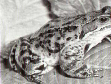 Ξενόφερτος «βουβαλοβάτραχος» ίσως απειλεί υδάτινο οικοσύστημα στα Χανιά