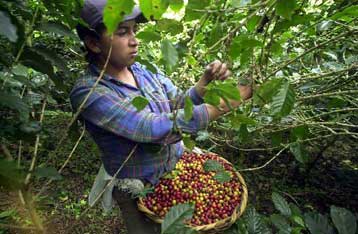 Γενετικά τροποποιημένος καφές φυτρώνει…. ντεκαφεϊνέ