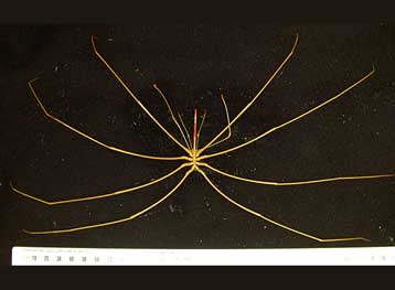 Νέα είδη ανακαλύπτονται στα βάθη της Θάλασσας της Τασμανίας