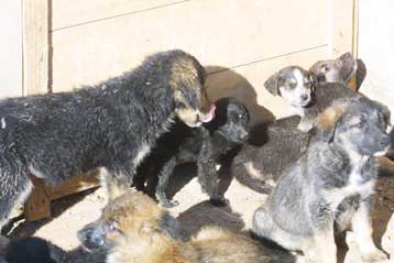 Εγκρίθηκε επί της αρχής και κατά πλειοψηφία το νομοσχέδιο για τα αδέσποτα ζώα