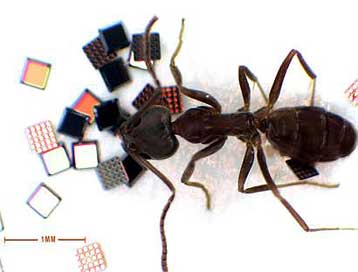 Μικροτσίπ επιτρέπουν στα προϊόντα να «μιλούν» στους καταστηματάρχες