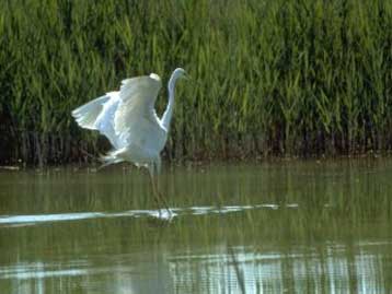 Η Αυστρία τιμά την οπερέτα στο Φεστιβάλ του Μέρμπις