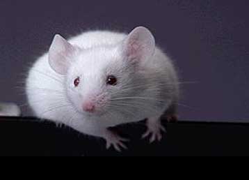 Γενετικά τροποποιημένα πειραματόζωα επουλώνουν τις πληγές τους σε χρόνο ρεκόρ