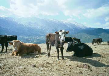 Είκοσι εννέα κρούσματα της ασθένειας του άνθρακα σε βοοειδή στην Αιτωλοακαρνανία
