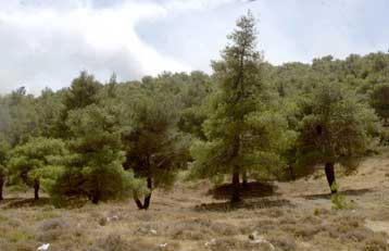 Σε μία τριετία 250.000 έλατα νεκρώθηκαν λόγω ξηρασίας και μυκήτων στην Πάρνηθα