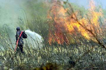 Πυρκαγιά σε δασική έκταση στην περιοχή Αλίαρτου Βοιωτίας