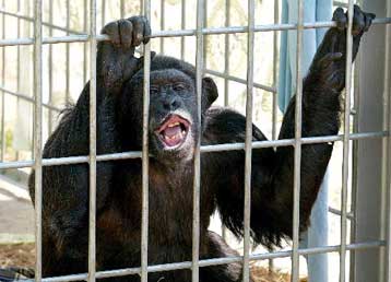 H Βρετανία σε δίλημμα για τη χρήση πιθήκων ως πειραματόζωων