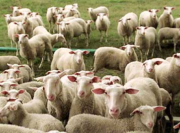 Οι δημιουργοί της Ντόλι μικραίνουν το γενετικά τροποποιημένο κοπάδι τους