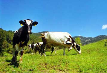 Κανένας λόγος ανησυχίας από την εμφάνιση άνθρακα σε βοοειδή στην Αιτωλοακαρνανία