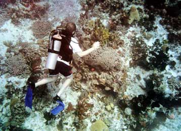 «Ανευ προηγουμένου» η καταστροφή των κοραλλιών στην Καραϊβική