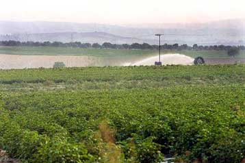 «Πολύ μικρός» ο κίνδυνος από τις γενετικά τροποποιημένες καλλιέργειες