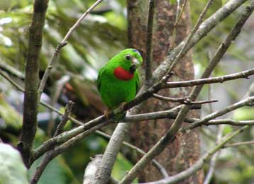 Μαζική εξαφάνιση ειδών προβλέπεται για τη Νοτιοανατολική Ασία