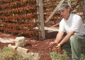 Αυξάνονται έως 17% οι επιδοτήσεις για τη σταφίδα