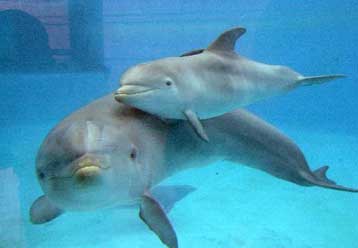 Μέτρα για την προστασία των δελφινιών στη Βαλτική προτίθεται να λάβει η ΕΕ