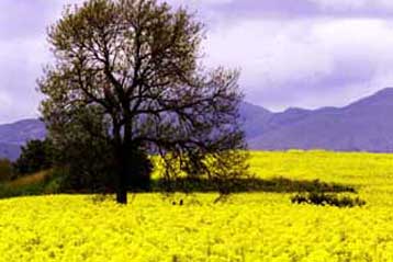 Καναδός αγρότης φέρνει στη Δικαιοσύνη το θέμα της κατοχύρωσης γονιδίων