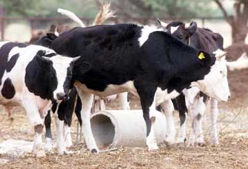 Επικίνδυνο βοδινό κρέας εισήγε επί τρία χρόνια η Τουρκία από την Ευρώπη