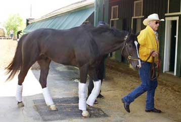 Ο πρώτος κλώνος αλόγου παρουσιάζεται στην Ιταλία