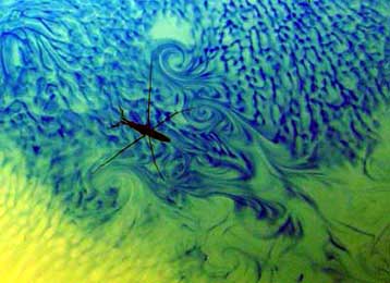 Το ΜΙΤ λύνει το μυστήριο του πώς τα έντομα περπατούν στο νερό