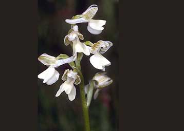 Υπό εξαφάνιση οι ορχιδέες που δίνουν το τουρκικό σαλέπι