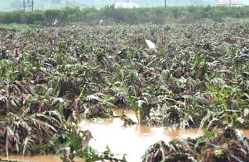 Χιλιάδες στρέμματα καλλιεργειών καταστράφηκαν από το χαλάζι σε Λάρισα και Τρίκαλα