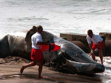 Στο κυνήγι φαλαινών και πάλι η Ισλανδία εν μέσω θυελλωδών αντιδράσεων