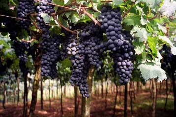 Συστατικό του κόκκινου κρασιού ίσως επιμηκύνει τη ζωή