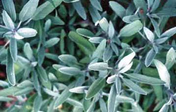 Το φασκόμηλο βελτιώνει τη μνήμη, επιβεβαιώνουν Βρετανοί ερευνητές