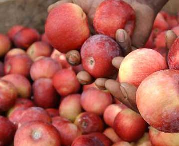 Απαγόρευση του «δεύτερου κέρδους» για πατάτες, μήλα, αχλάδια και εσπεριδοειδή