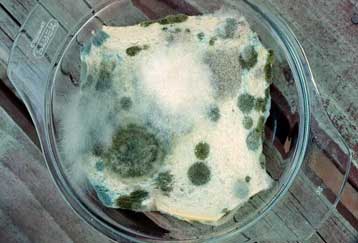 Με φλιτζάνια μουχλιασμένου καφέ γιορτάζεται στη Βρετανία η ανακάλυψη της πενικιλλίνης