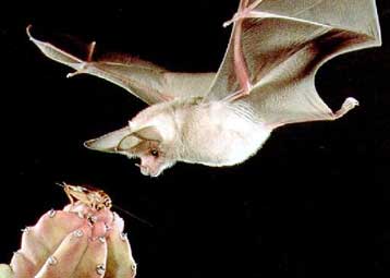 Μπαστούνι με σόναρ καθοδηγεί τους τυφλούς