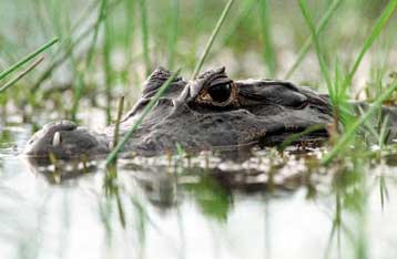 Τα σαγόνια του αλιγάτορα τα ισχυρότερα στο ζωικό βασίλειο