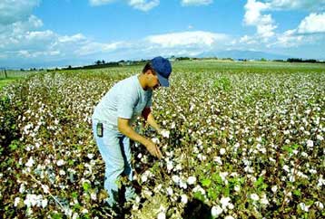 Εγγυημένες οι επιδοτήσεις για το βαμβάκι έως το 2013, λέει το υπουργείο Γεωργίας