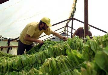 Σε τρεις φάσεις η μεταρρύθμιση της αγοράς καπνού που προωθεί η Κομισιόν